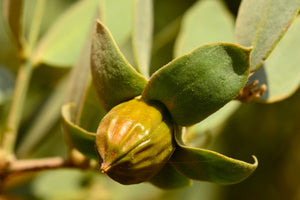 Jojoba Oil